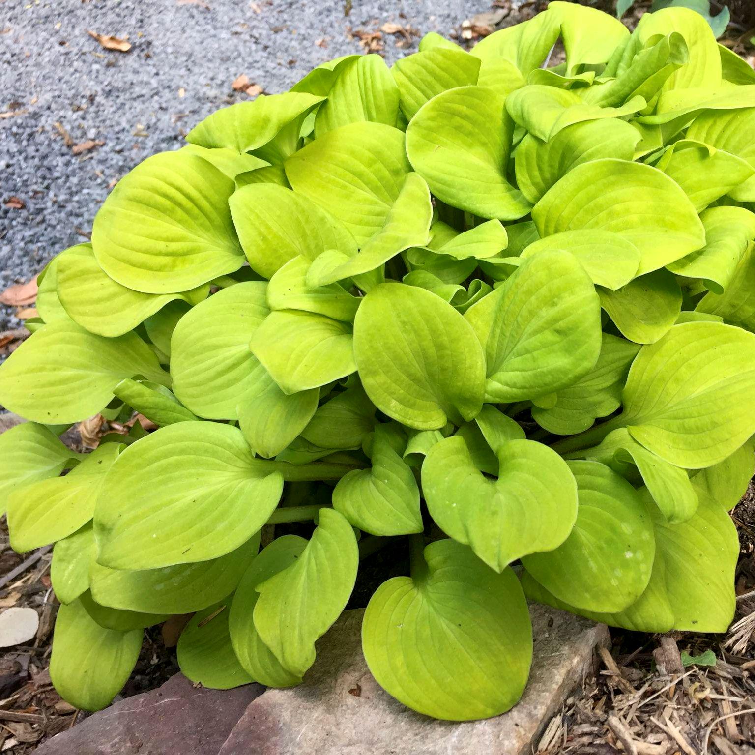 hosta SUN MOUSE mini thick slug resistant tiny cute yellow perennial = 1 Potted Garden Plant