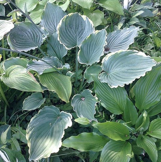 hosta BLUE JEANS BLING medium creamy new rare tight rippled wavy frosty blue perennial = 1 Potted Garden Plant