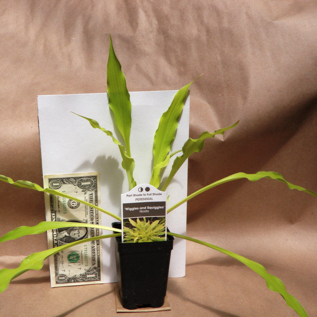 hosta WIGGLES AND SQUIGGLES small yellow gold wavy long narrow shade perennial = 1 Potted Garden Plant