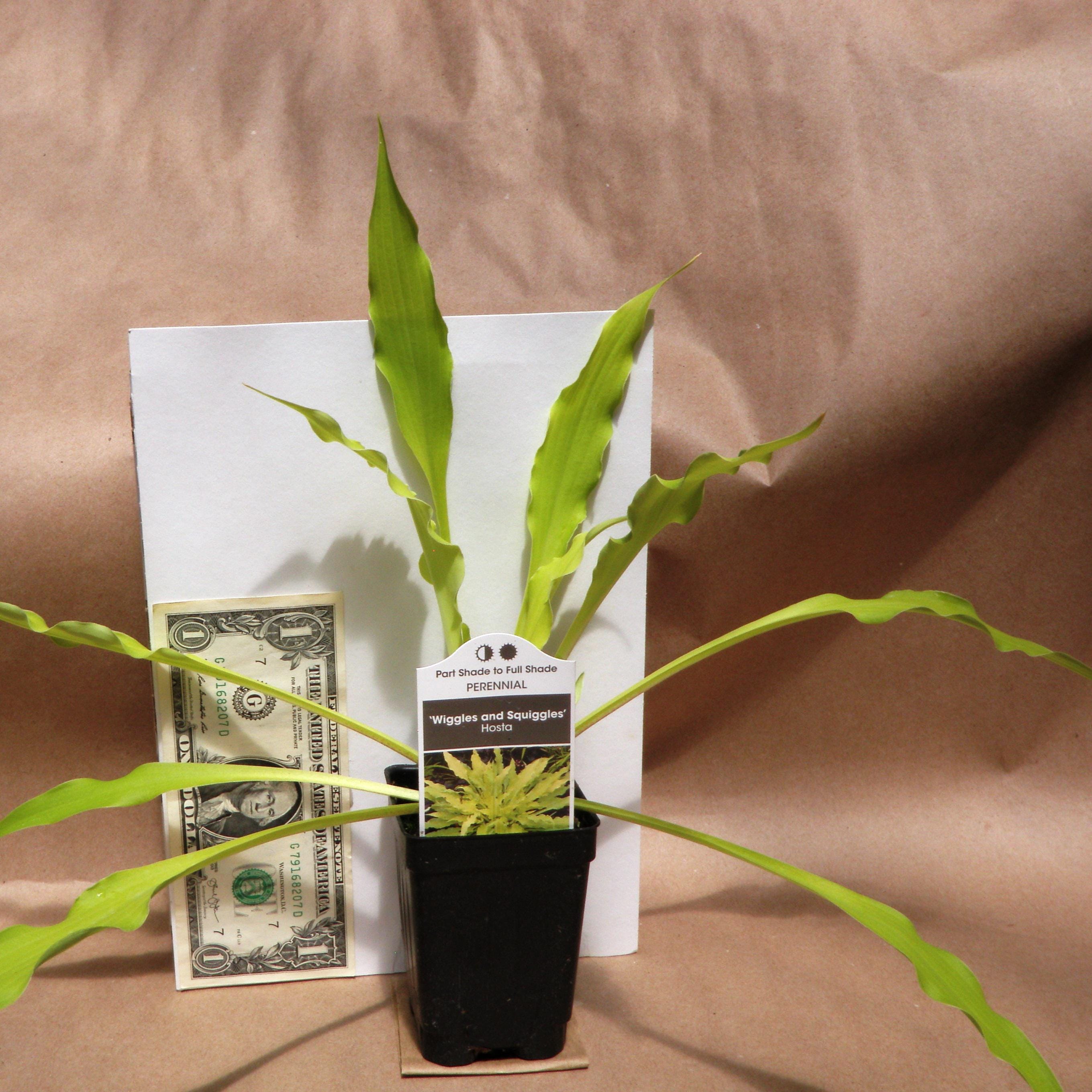 hosta WIGGLES AND SQUIGGLES small yellow gold wavy long narrow shade perennial = 1 Potted Garden Plant