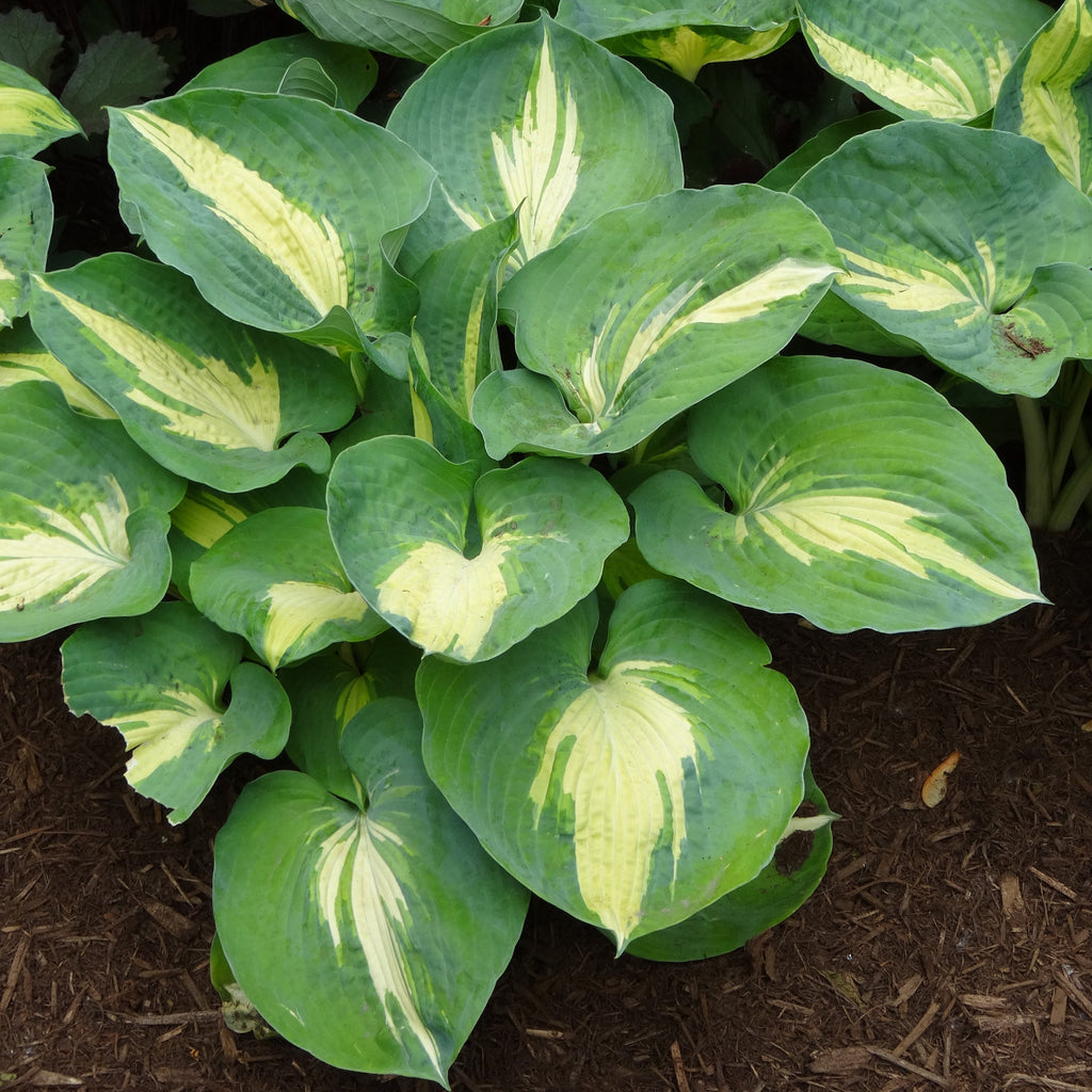 hosta DREAM QUEEN medium thick cupped blue yellow round corrugated lavender flowers perennial = 1 Potted Garden Plant
