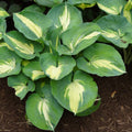 hosta DREAM QUEEN medium thick cupped blue yellow round corrugated lavender flowers perennial = 1 Potted Garden Plant