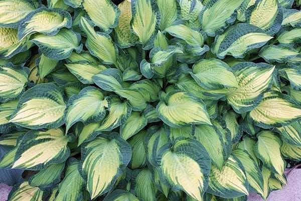 hosta HAPPY DAYZ medium special folded Orange Marmalade = 1 Potted Garden Plant