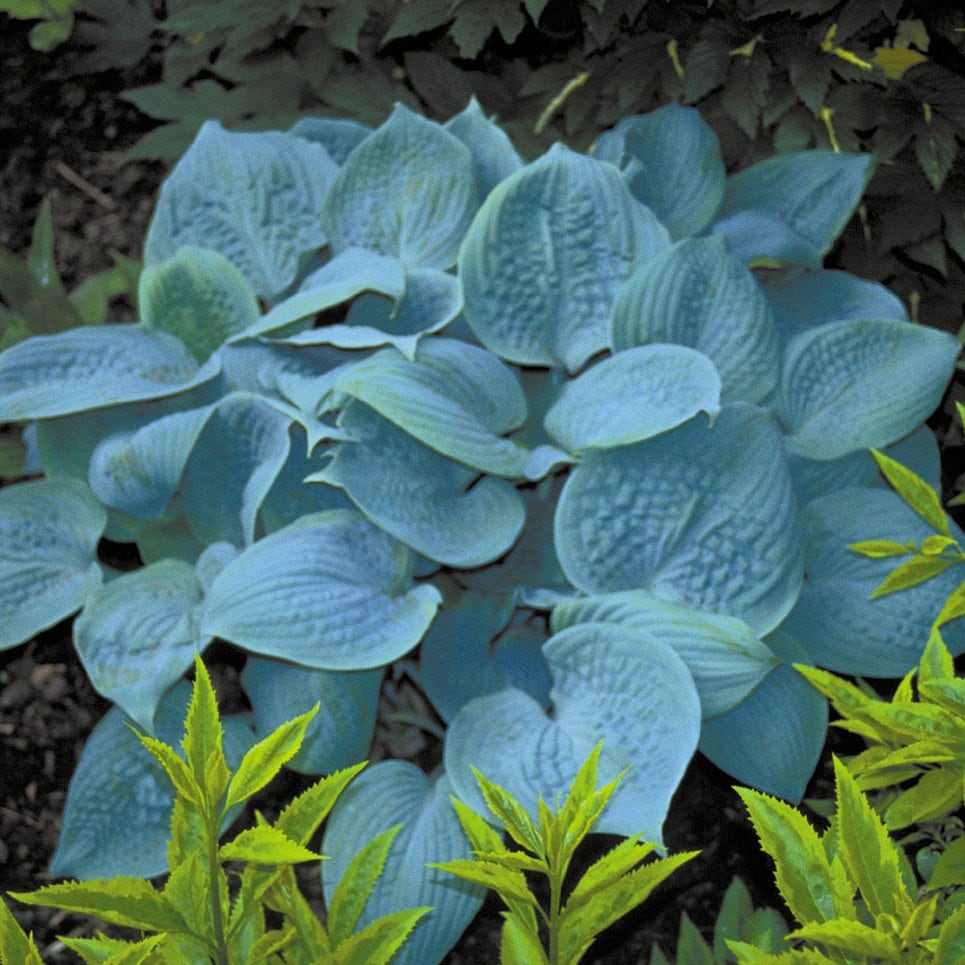 hosta FRAGRANT BLUE medium scented flowers thick leaves fast award winning perennial = 1 Potted Garden Plant