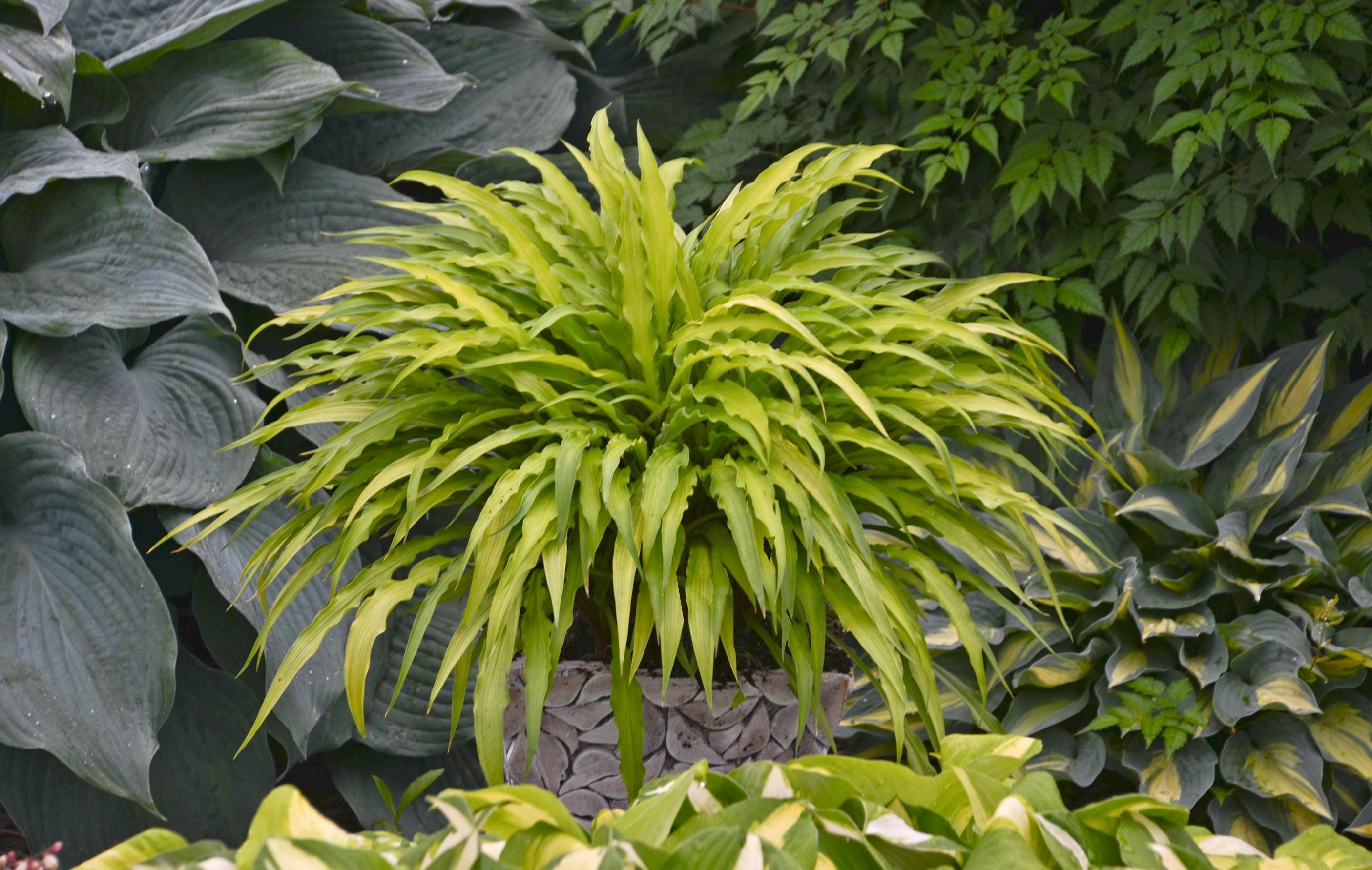 hosta CURLY FRIES small yellow gold wavy long narrow award winner shade perennial = 1 Potted Garden Plant
