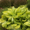 hosta SUM AND SUBSTANCE large huge yellow classic giant sun gold pot perennial = 1 Potted Garden Plant