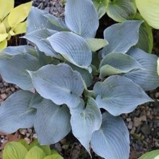 hosta CHICAGO BLUES small new longiana wax purple rare folded frosty blue perennial = 1 Potted Garden Plant