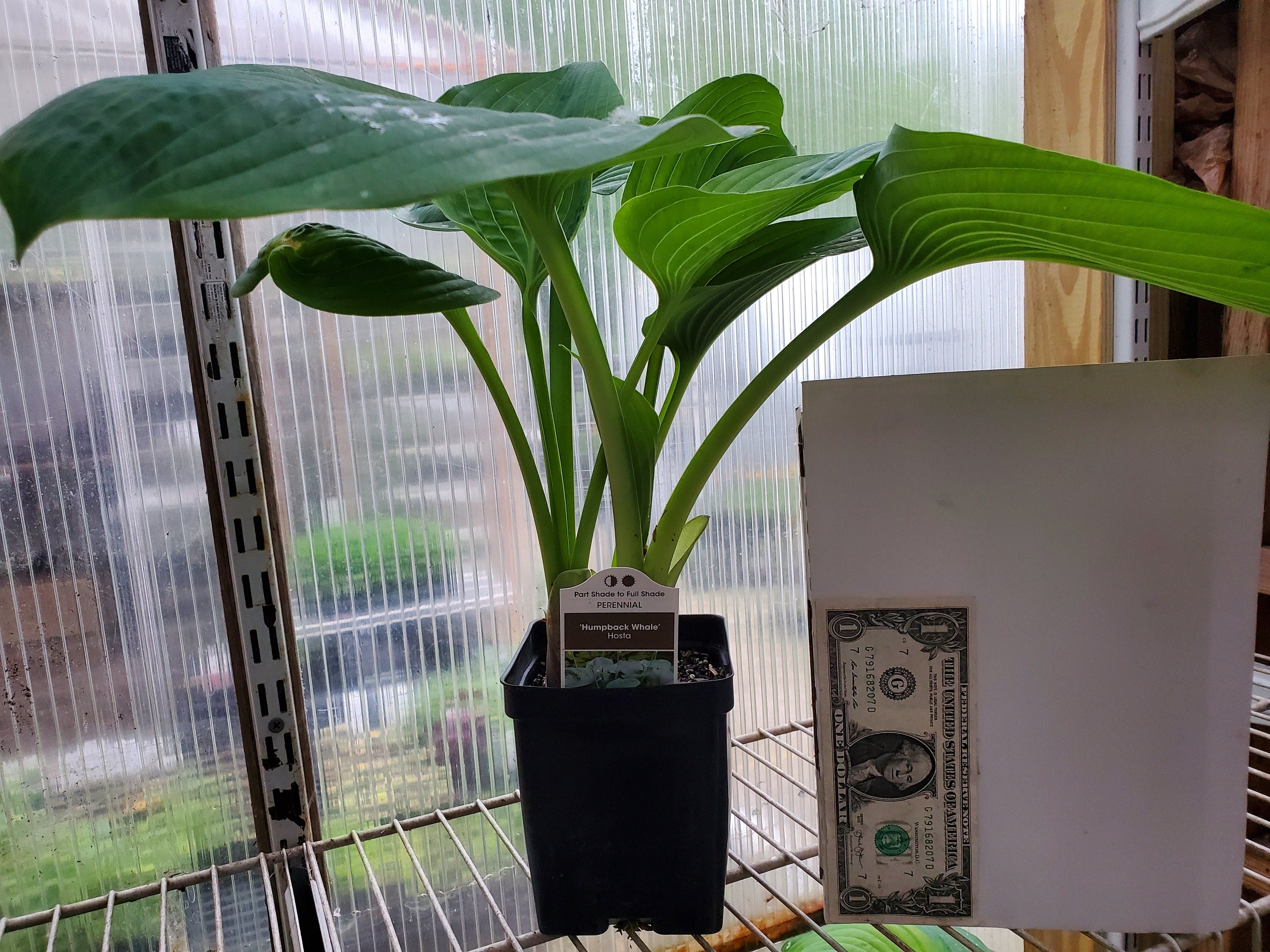 hosta HUMPBACK WHALE big huge blue perennial = 1 Potted Garden Plant