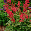 Astilbe RADIUS sun red flower hardy false spirea rare perennial comes back every year = 1 Potted Garden Plant
