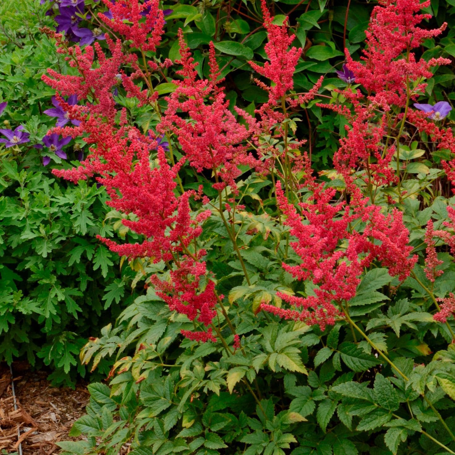 Astilbe RADIUS sun red flower hardy false spirea rare perennial comes back every year = 1 Potted Garden Plant