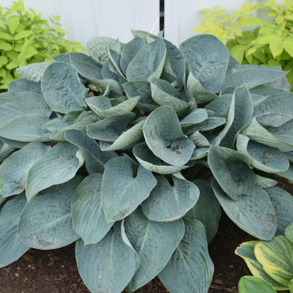 hosta ABOVE THE CLOUDS large blue new Shadowlands cupped slug resistant thick perennial = 1 Potted Garden Plant