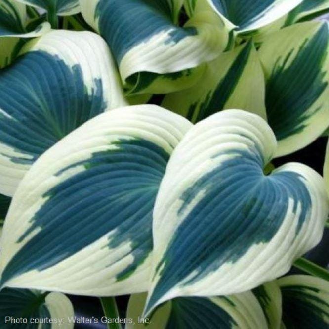 hosta BLUE IVORY medium white blue thick blush streaked heart shaped leaves Halcyon sport perennial = 1 Potted Garden Plant