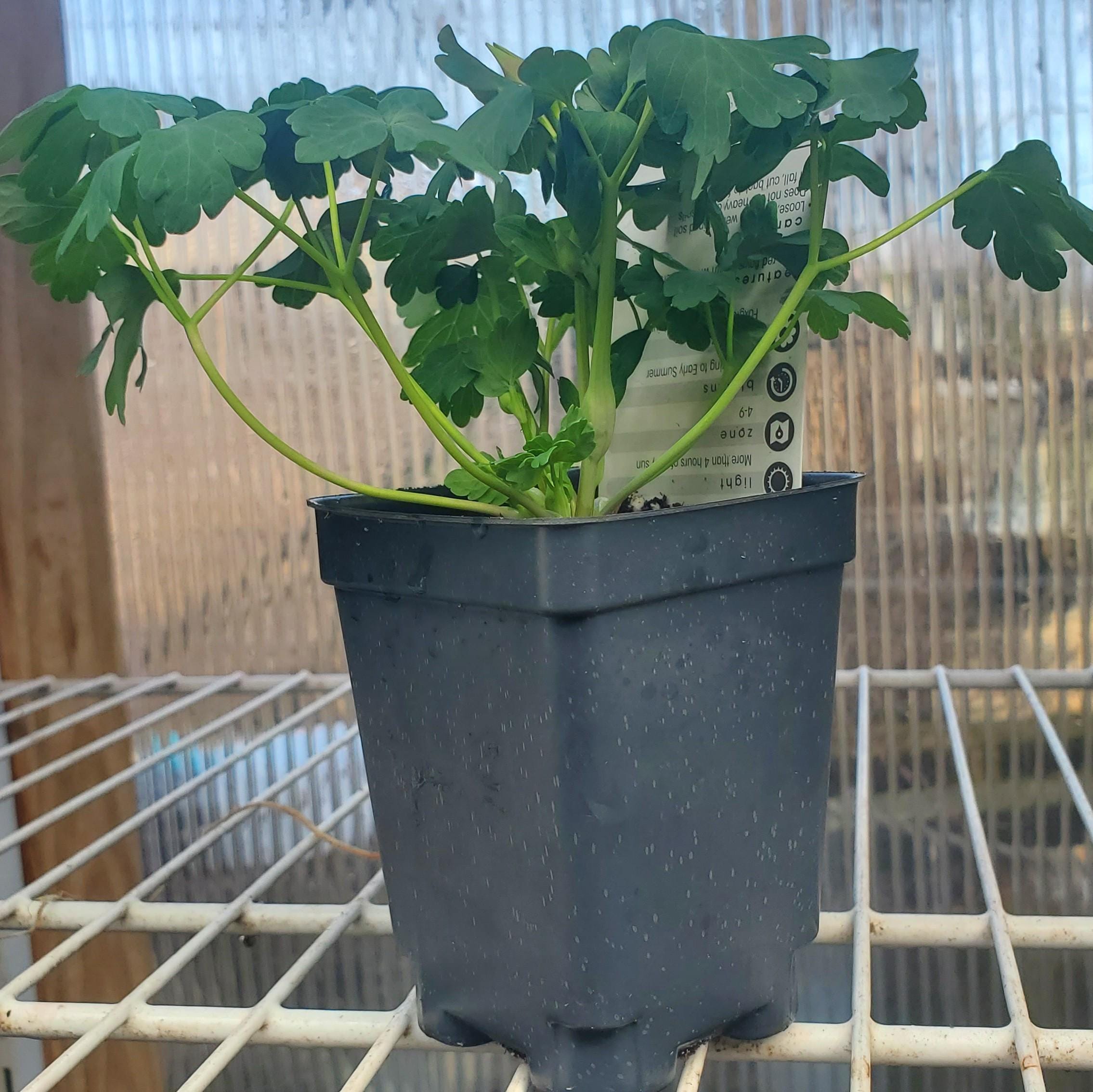 aquilegia EARLYBIRD PURPLE BLUE columbine grannys bonnet perennial = 1 Potted Garden Plant