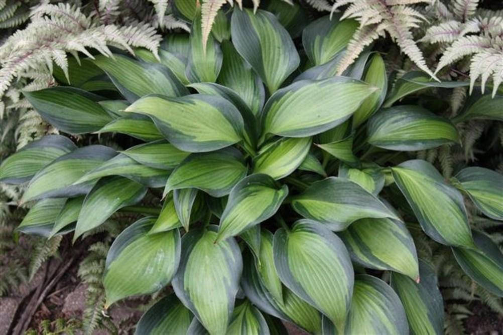 hosta JUNE SPIRIT small rare colorful thick blue-lavender flowers shiny disease-free 2.5" pot = 1 Live Potted Plant