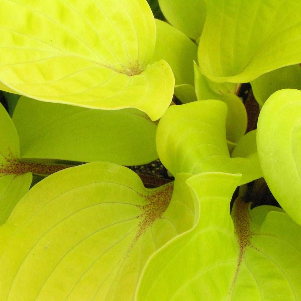 hosta FIRE ISLAND small yellow red colorful flowers fast shade part sun perennial = 1 Potted Garden Plant