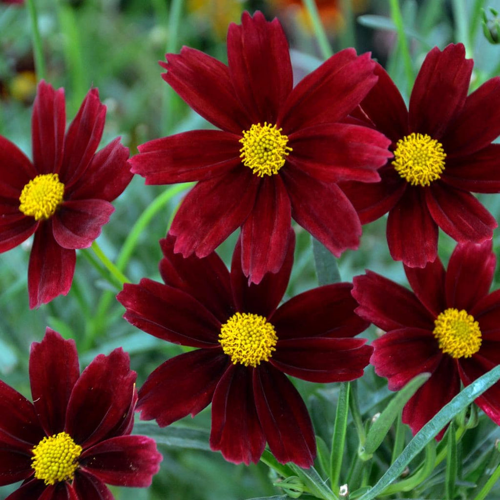 coreopsis RED ELF Lil Bang native hardy cut flower perennial = 1 Potted Garden Plant