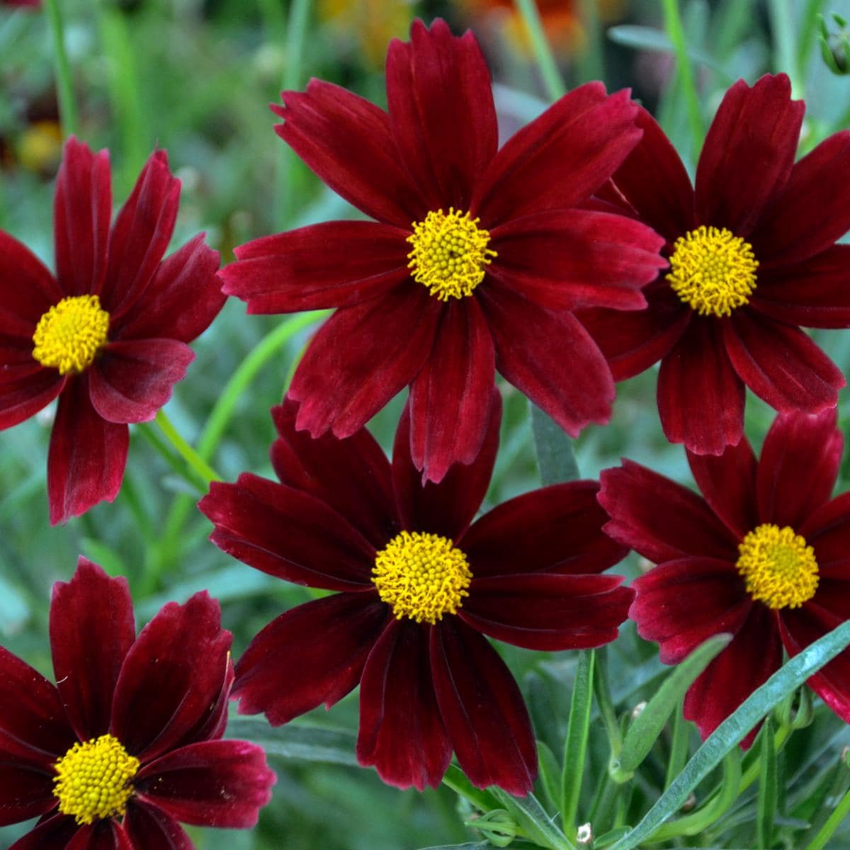 coreopsis RED ELF Lil Bang native hardy cut flower perennial = 1 Potted Garden Plant