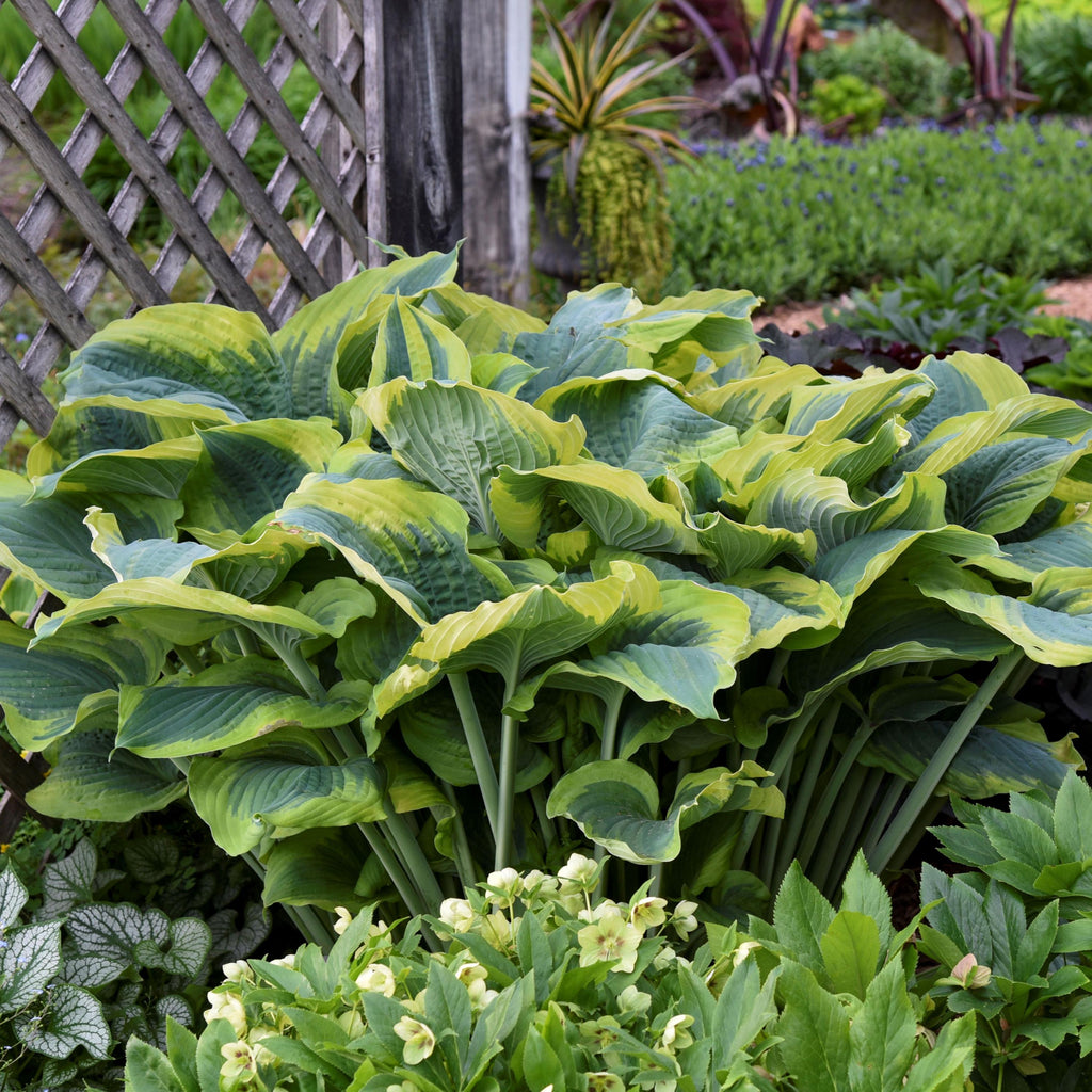 hosta SEDUCER large Proven Winners sieboldiana Mr Asch colorful perennial = 1 Potted Garden Plant