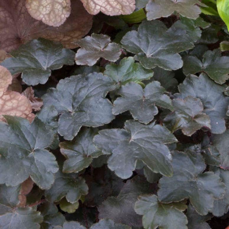 heuchera BLACKOUT new coral bells alumroot hardy perennial = 1 Potted Garden Plant