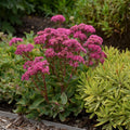 sedum CARL upright stonecrop succulent classic thick pink flowers hardy perennial = 1 Potted Garden Plant