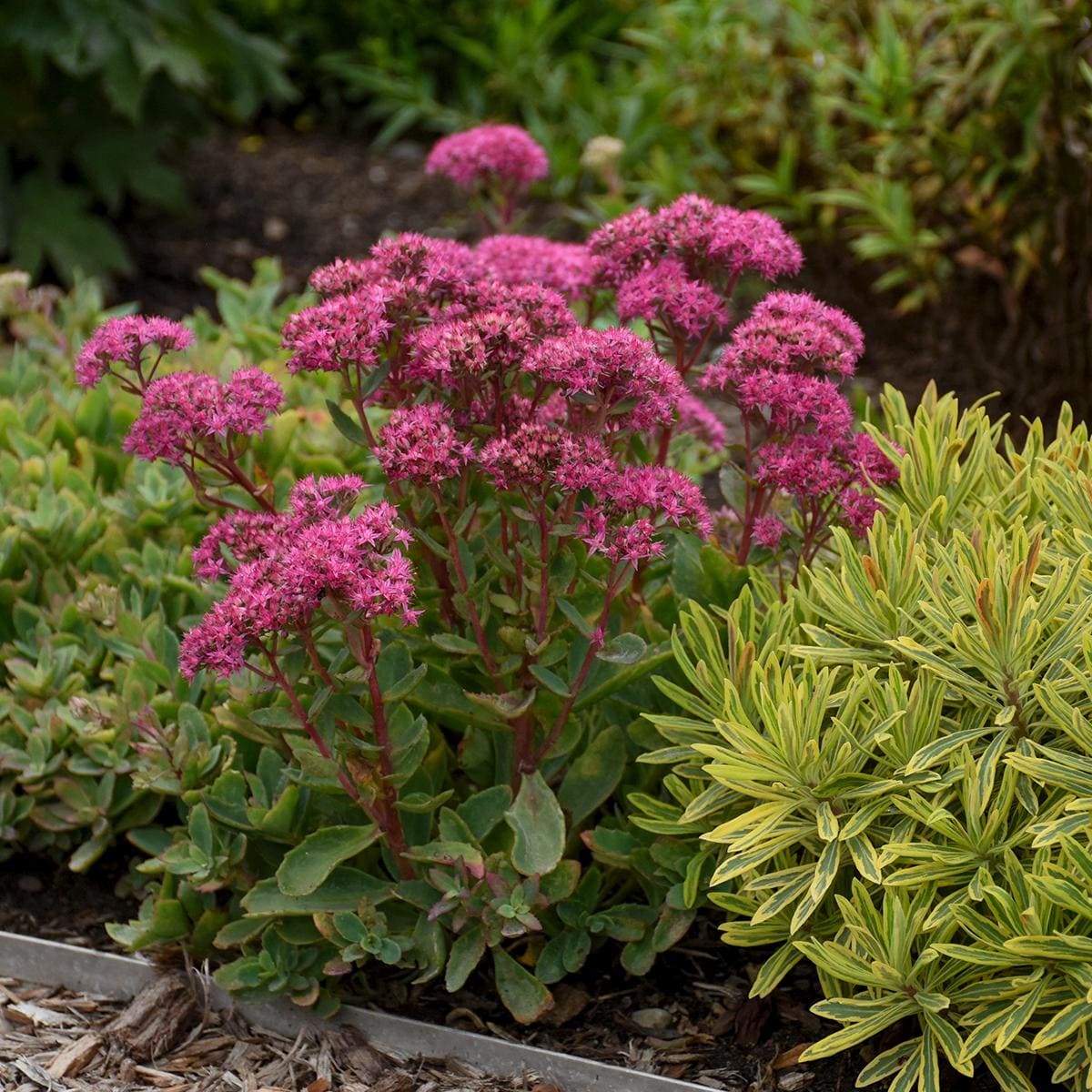 sedum CARL upright stonecrop succulent classic thick pink flowers hardy perennial = 1 Potted Garden Plant