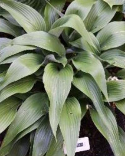 hosta TALKING POINT medium new unusual narrow tapered rare perennial = 1 Potted Garden Plant