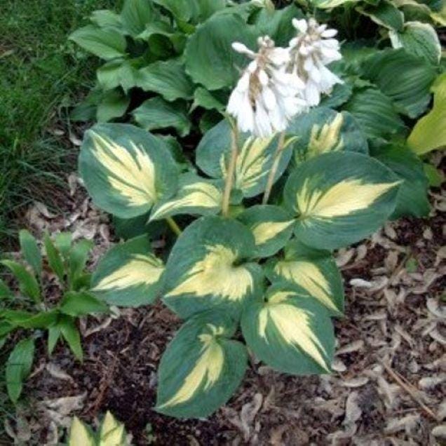 hosta DREAM WEAVER medium thick round corrugated hostas disease-free = 1 Potted Garden Plant