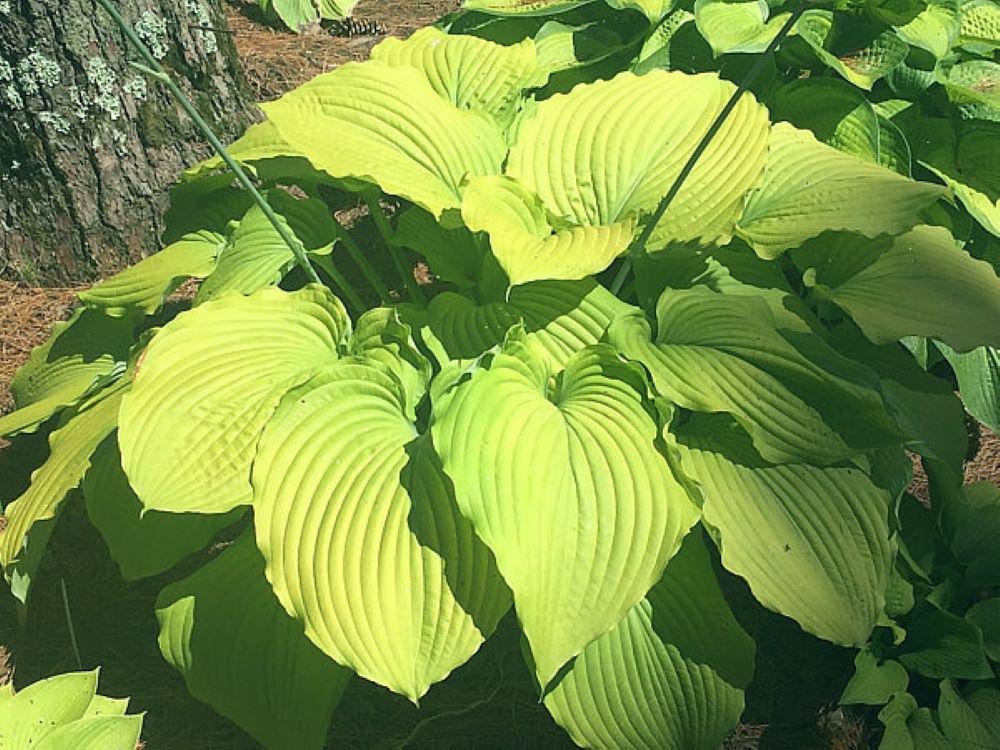 hosta COMBINED ELEGANCE medium yellow gold ruffled wavy visual unusual new rare perennial = 1 Potted Garden Plant