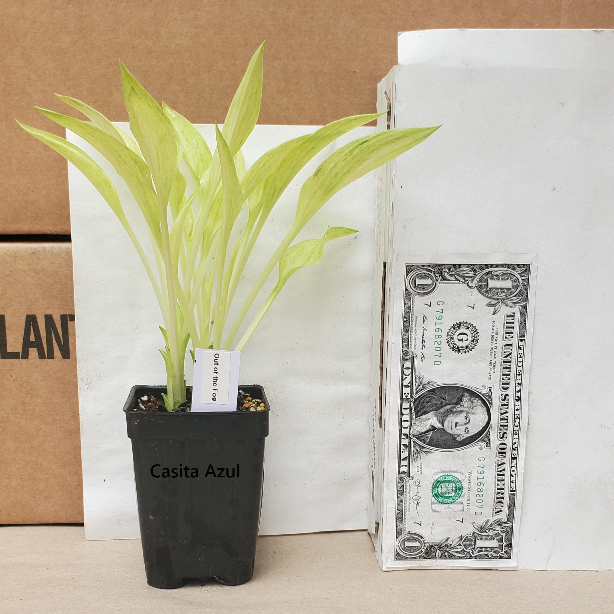 hosta OUT of THE FOG mini streaked speckled tiny unique little perennial = 1 Potted Garden Plant