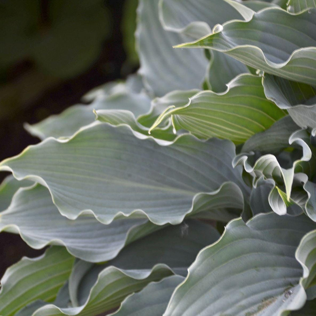 hosta WATERSLIDE small blue Shadowlands healthy wavy ruffled rippled perennial = 1 Potted Garden Plant
