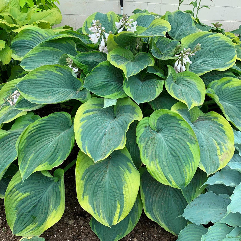 hosta TERMS OF ENDEARMENT large new Mr Walter rare big thick slug resistant corrugated perennial = 1 Potted Garden Plant
