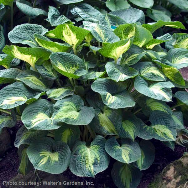 hosta DREAM WEAVER medium thick round corrugated hostas disease-free = 1 Potted Garden Plant