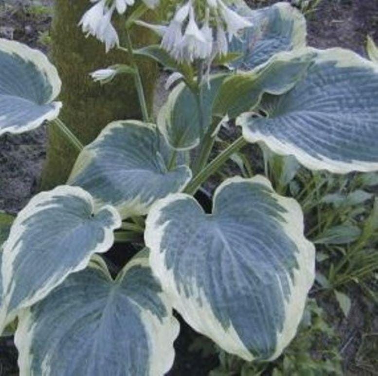 hosta AMERICAN HALO large blue classic intense wavy thick corrugated perennial = 1 Potted Garden Plant