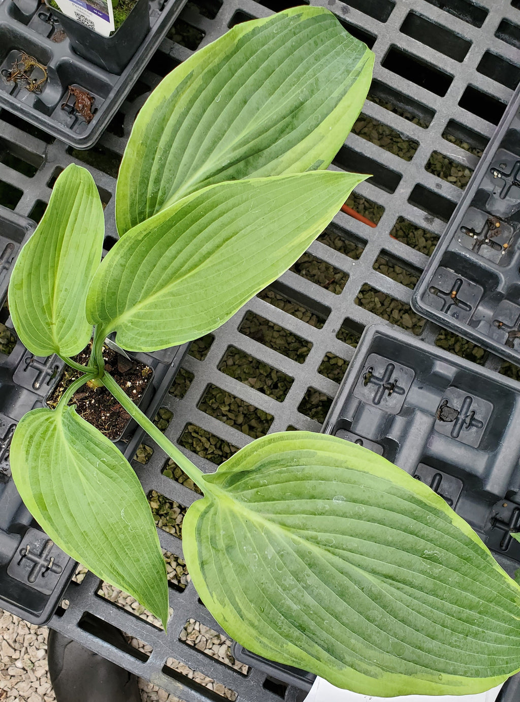 hosta OYSTER BAR medium new rare perennial = 1 Potted Garden Plant