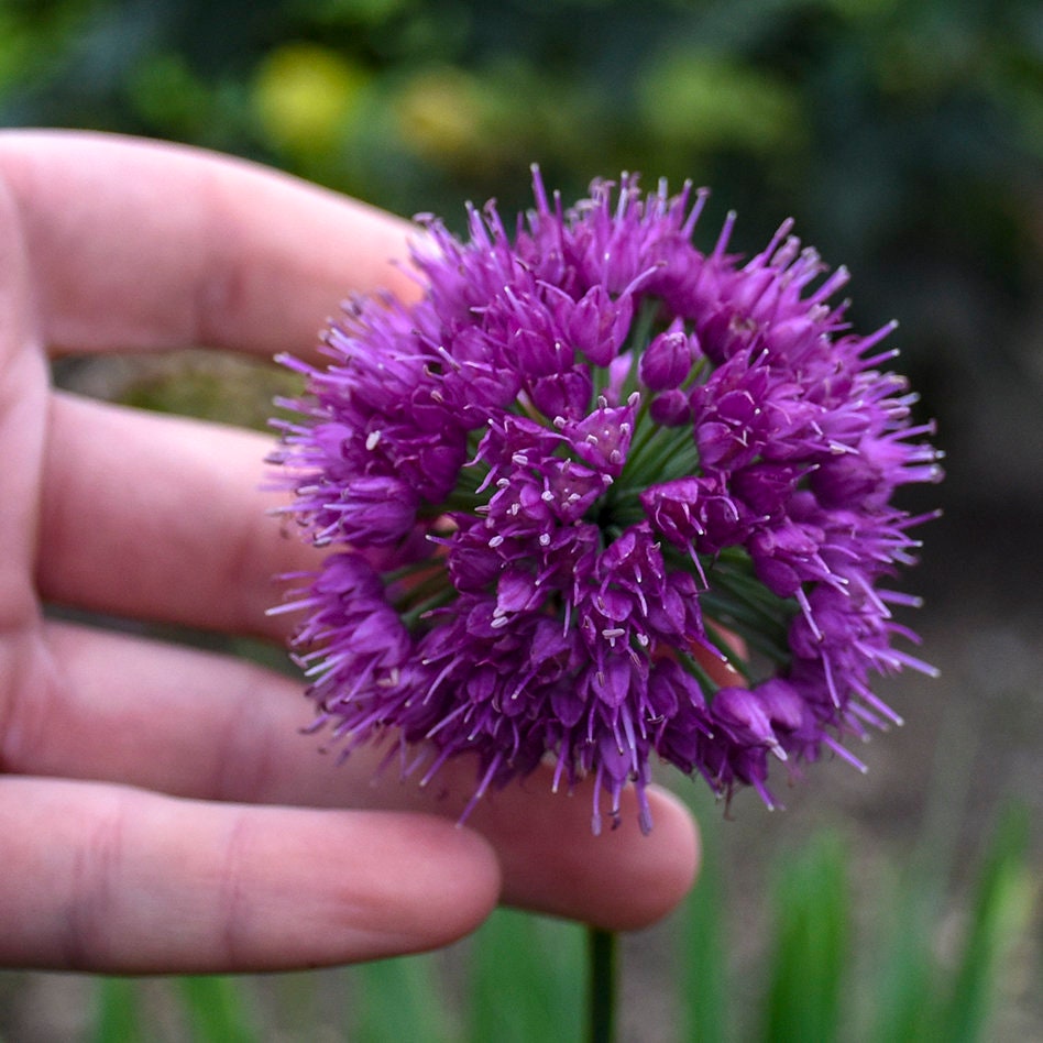 allium LAVENDER BUBBLES ornamental onion purple nodding hardy perennial = 1 Potted Garden Plant