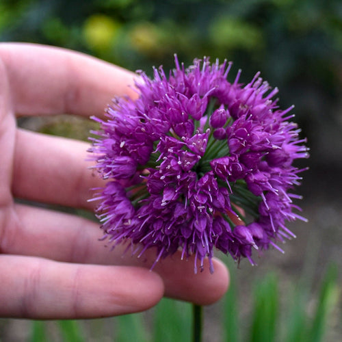 allium LAVENDER BUBBLES ornamental onion purple nodding hardy perennial = 1 Potted Garden Plant