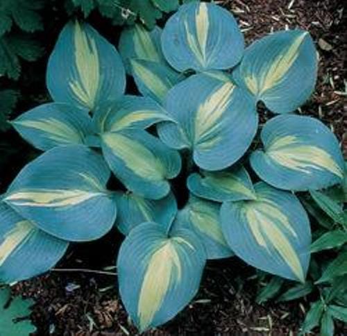 hosta TOUCH OF CLASS small tetraploid June Award winner blue thick disease-free 2.5" pot = 1 Potted Garden Plant