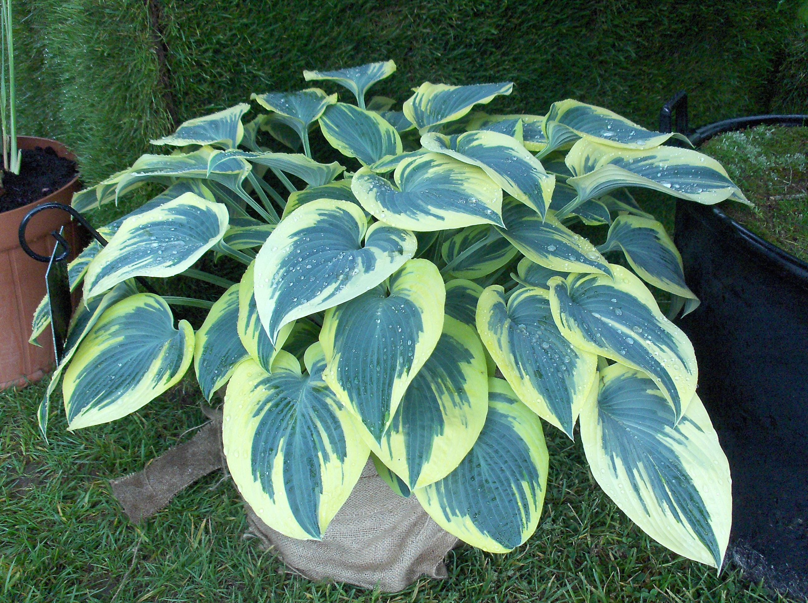 hosta FIRST FROST medium blue hostas thick yellow slug resistant easy sale shade perennial = 1 Potted Garden Plant