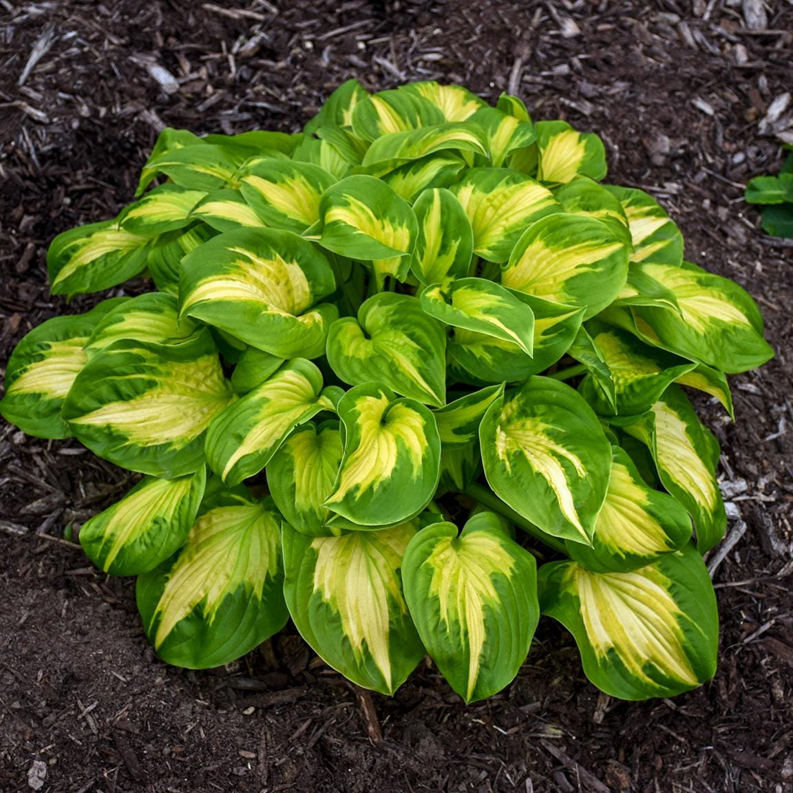 hosta ETCHED GLASS medium thick unique fragrant flowers hostas disease-free = 1 Potted Garden Plant