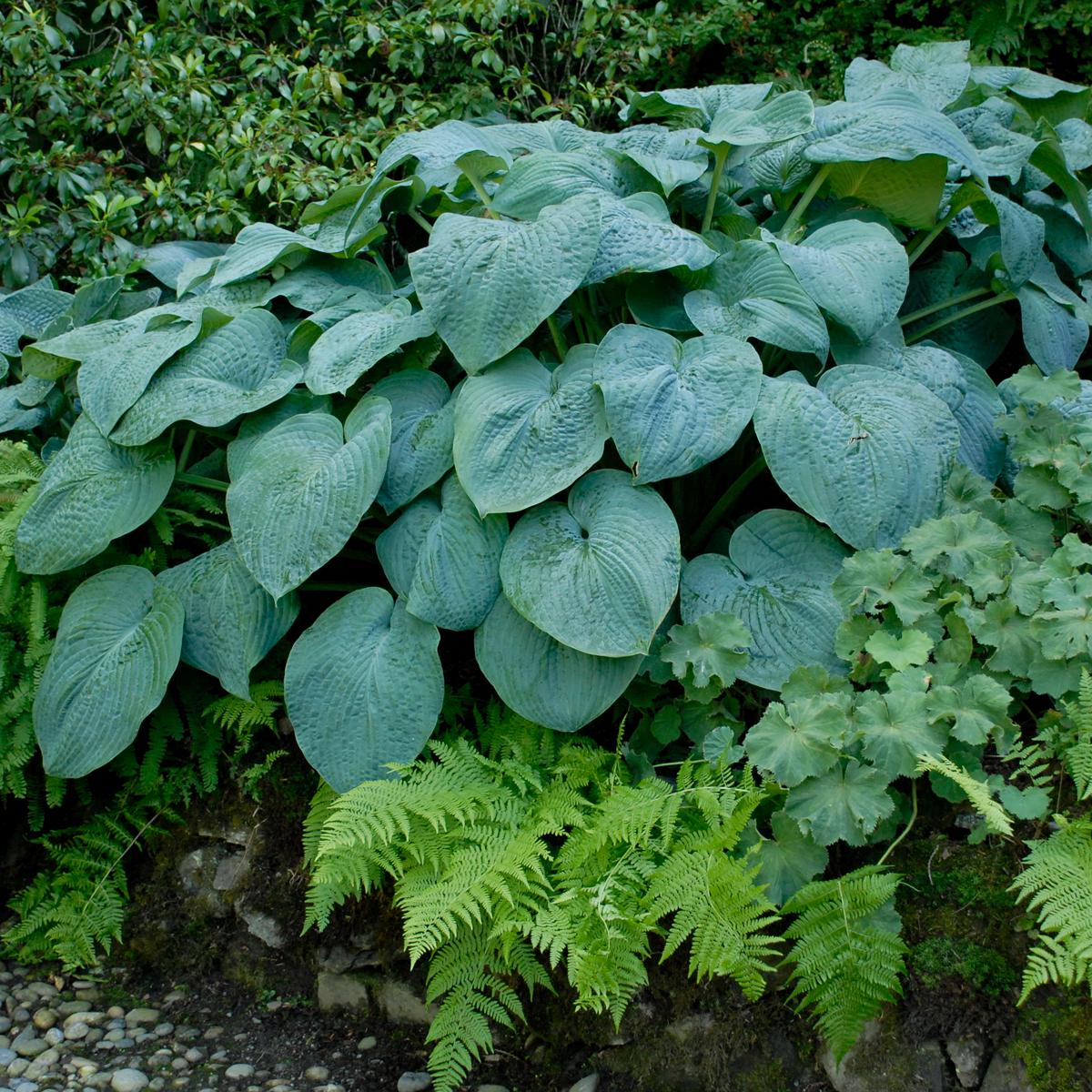 hosta BLUE ANGEL large blue classic award winner arching slug resistant thick perennial = 1 Potted Garden Plant