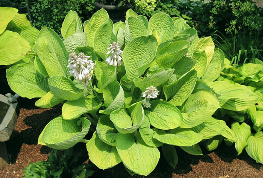 hosta WORLD CUP medium upright gold hardy perennial = 1 Potted Garden Plant