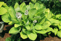 hosta WORLD CUP medium upright gold hardy perennial = 1 Potted Garden Plant