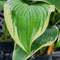 hosta OYSTER BAR medium new rare perennial = 1 Potted Garden Plant