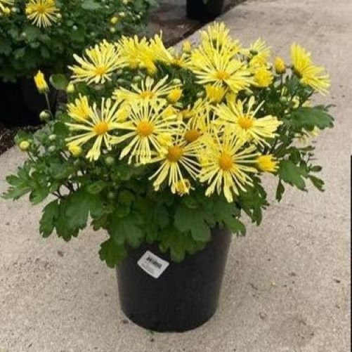 mum Mammoth YELLOW QUILL daisy frilly flowers chrysanthemum hardy perennial = 1 Potted Garden Plant