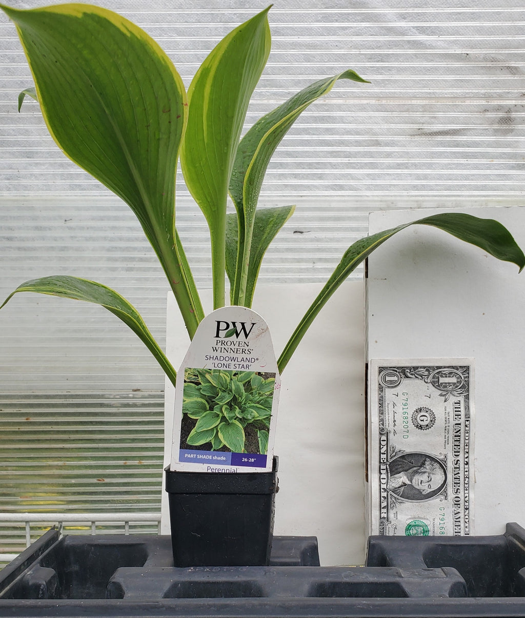hosta LONE STAR large new upright green gold Proven Winners white flowers perennial = 1 Potted Garden Plant