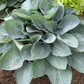hosta ABOVE THE CLOUDS large blue new Shadowlands cupped slug resistant thick perennial = 1 Potted Garden Plant