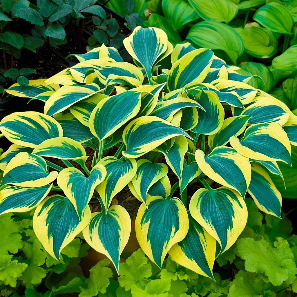 hosta AUTUMN FROST small thick unique slug resistant striking blue green yellow perennial = 1 Potted Garden Plant