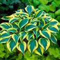 hosta AUTUMN FROST small thick unique slug resistant striking blue green yellow perennial = 1 Potted Garden Plant