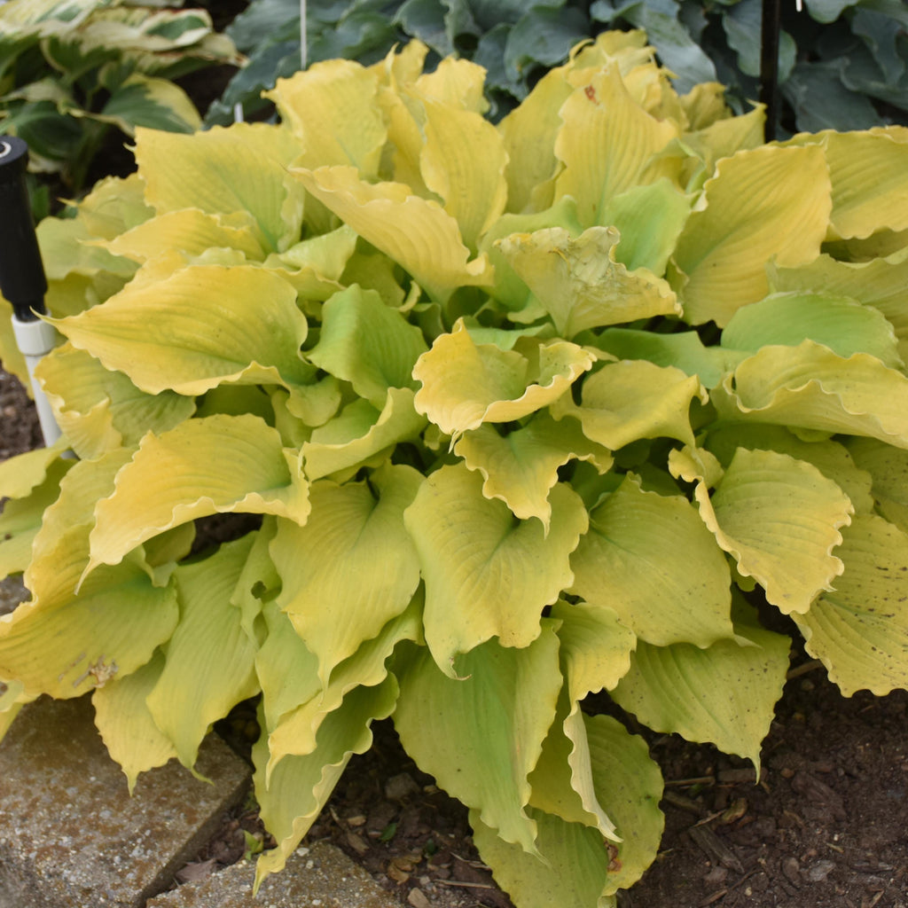 hosta ECHO THE SUN medium yellow gold  ruffled Proven Winners wavy unusual perennial = 1 Potted Garden Plant