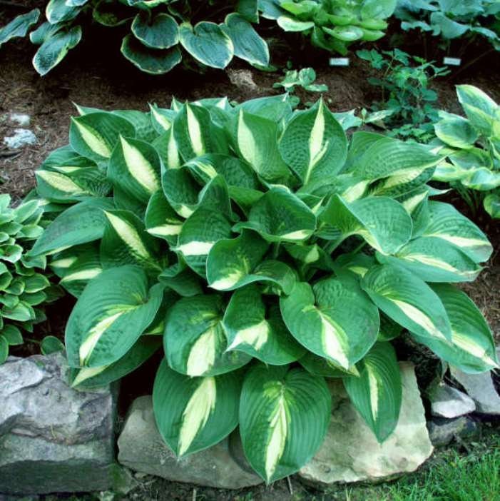 hosta ANN KULPA medium rare colorful tricolor shiny rippled heart shaped disease-free = 1 Live Potted Plant